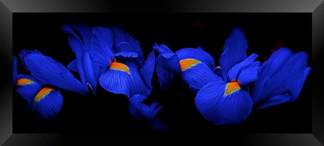 Iris Flowers coming out of the dark  Framed Print by Sue Bottomley