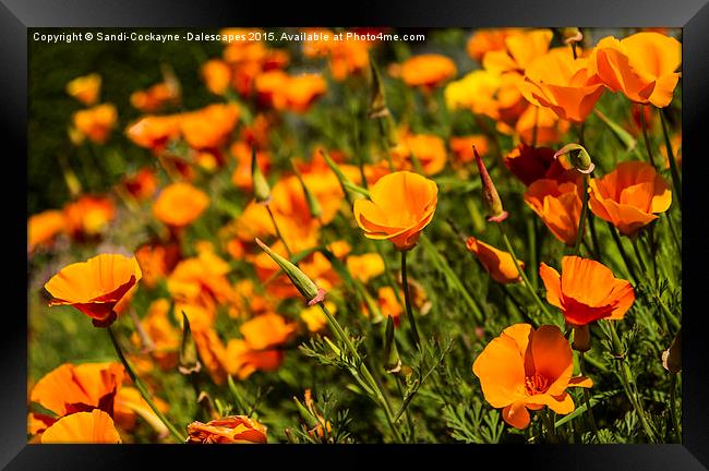  California Poppies - Orange Wave! Framed Print by Sandi-Cockayne ADPS