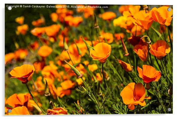  California Poppies - Orange Wave! Acrylic by Sandi-Cockayne ADPS
