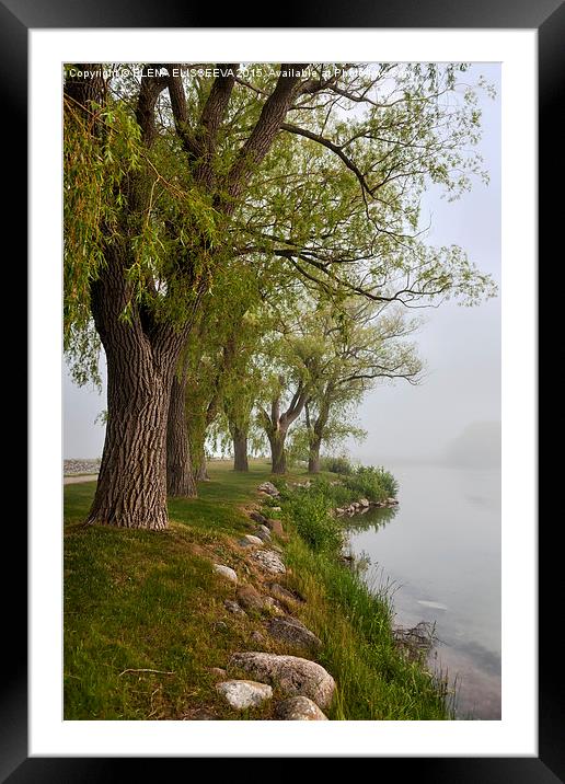 Old trees in foggy shore Framed Mounted Print by ELENA ELISSEEVA