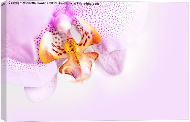 Pink blotchy Orchid copyspace Canvas Print by Arletta Cwalina