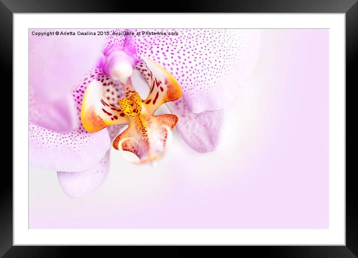 Pink blotchy Orchid copyspace Framed Mounted Print by Arletta Cwalina
