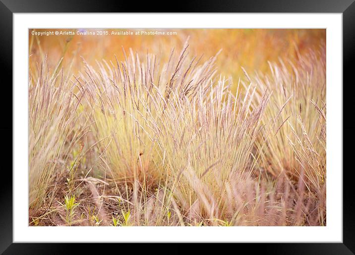 Flowering ornamental grass clumps Framed Mounted Print by Arletta Cwalina