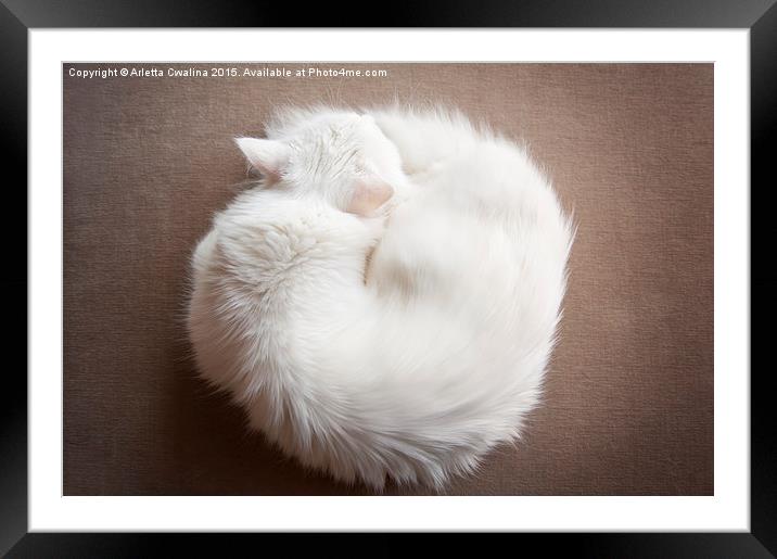 Turkish Angora cat curled up Framed Mounted Print by Arletta Cwalina