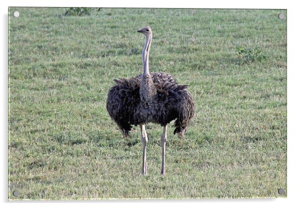 Ostrich in Hwange Acrylic by Tony Murtagh