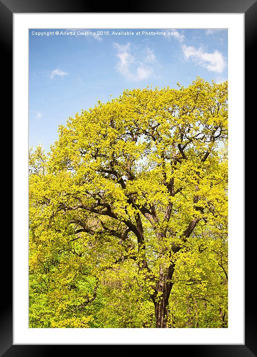 Bright spring oak tree Framed Mounted Print by Arletta Cwalina