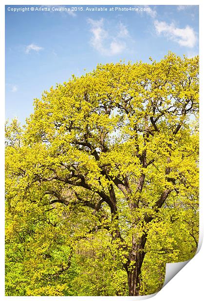 Bright spring oak tree Print by Arletta Cwalina