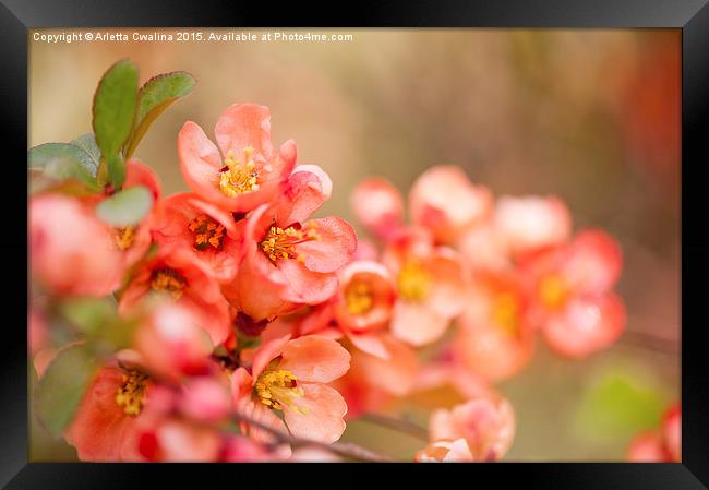 Chaenomeles flowering shrub closeup Framed Print by Arletta Cwalina