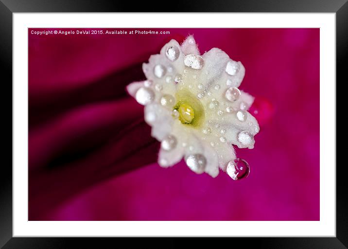 Rain and Bougainvillea Flower  Framed Mounted Print by Angelo DeVal