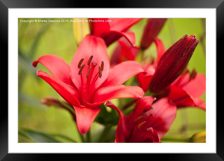 Red Lily flower stamens Framed Mounted Print by Arletta Cwalina
