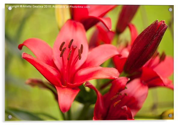 Red Lily flower stamens Acrylic by Arletta Cwalina