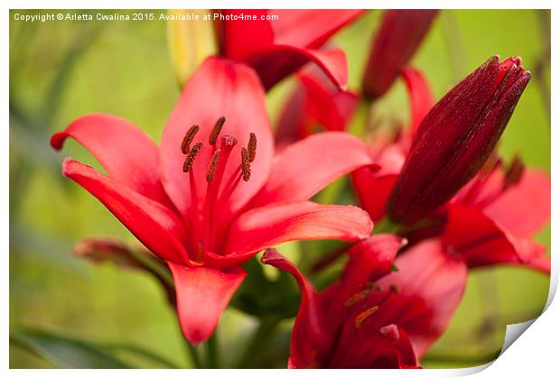 Red Lily flower stamens Print by Arletta Cwalina