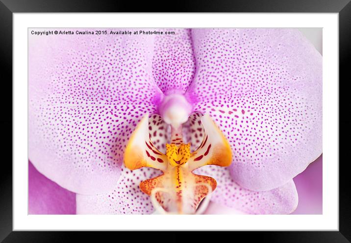 Pink spotted Orchid macro Framed Mounted Print by Arletta Cwalina
