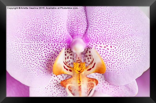 Pink spotted Orchid macro Framed Print by Arletta Cwalina