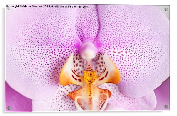 Pink spotted Orchid macro Acrylic by Arletta Cwalina