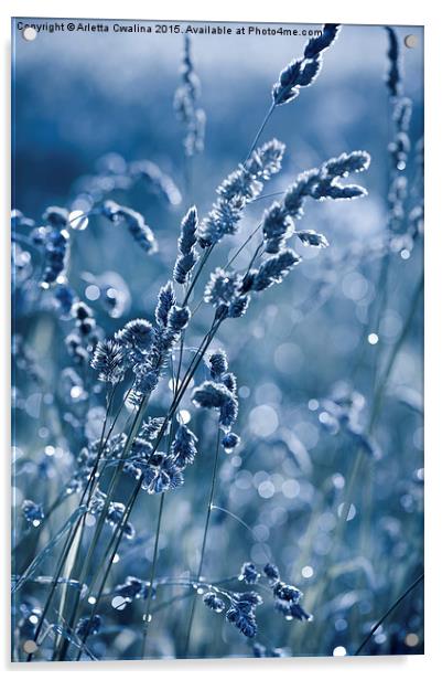 Blue grass shining in bokeh Acrylic by Arletta Cwalina