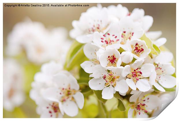 White Pyrus inflorescence Print by Arletta Cwalina