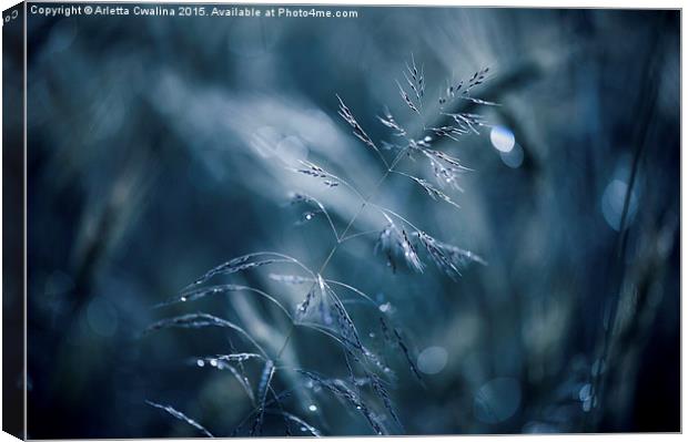 Blue tone grass soft macro Canvas Print by Arletta Cwalina