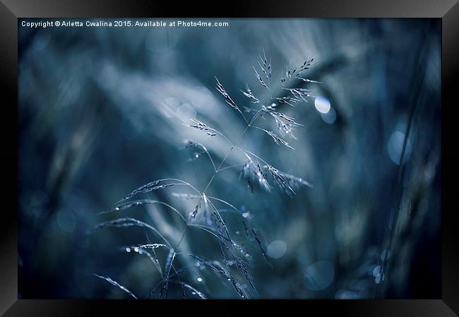 Blue tone grass soft macro Framed Print by Arletta Cwalina