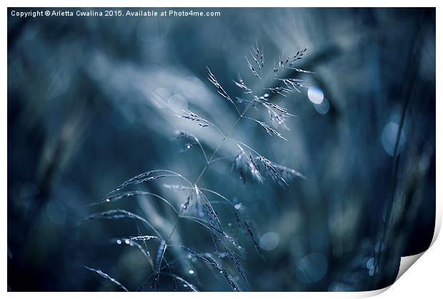 Blue tone grass soft macro Print by Arletta Cwalina