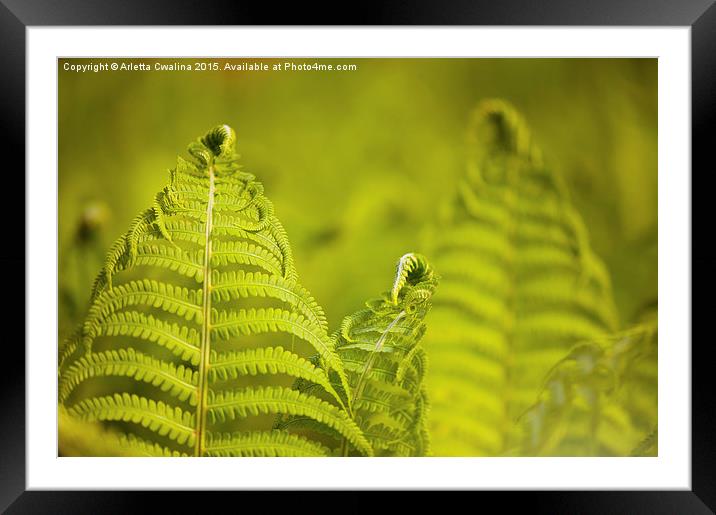 Flourish fresh fern foliage Framed Mounted Print by Arletta Cwalina