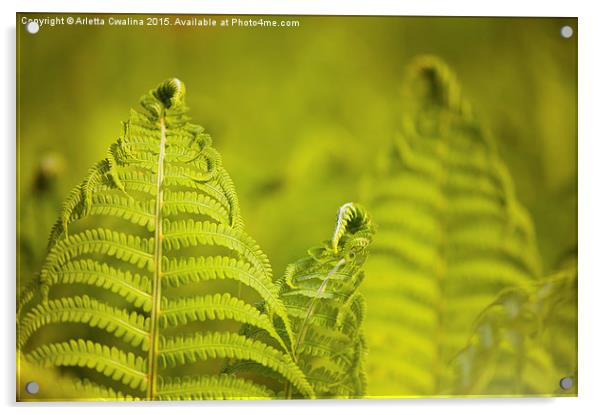 Flourish fresh fern foliage Acrylic by Arletta Cwalina