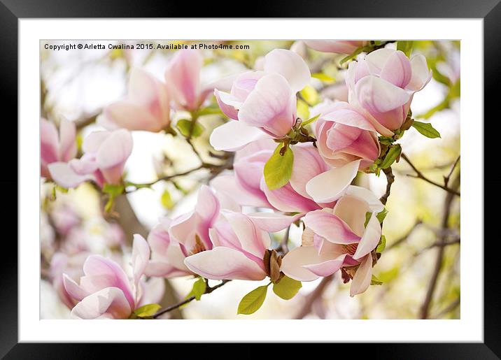Pink magnolia flowers in spring Framed Mounted Print by Arletta Cwalina