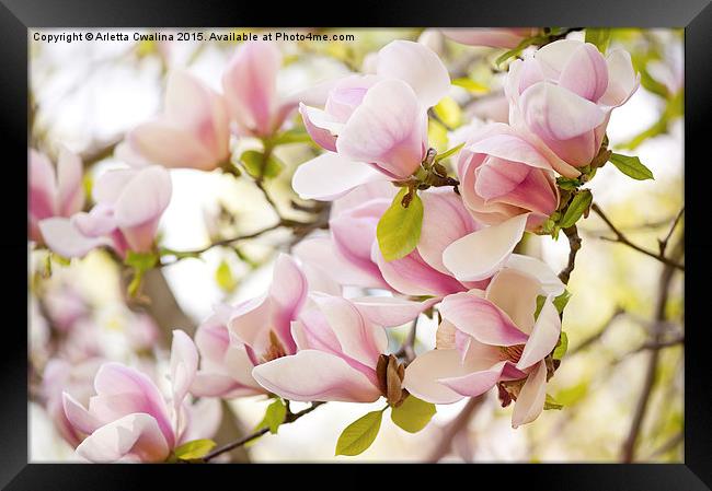 Pink magnolia flowers in spring Framed Print by Arletta Cwalina