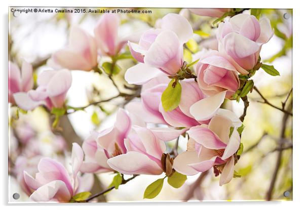 Pink magnolia flowers in spring Acrylic by Arletta Cwalina