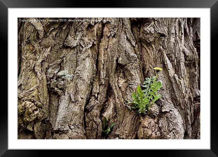 Dandelion in the tree bark Framed Mounted Print by Arletta Cwalina