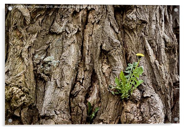 Dandelion in the tree bark Acrylic by Arletta Cwalina
