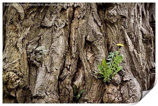 Dandelion in the tree bark Print by Arletta Cwalina