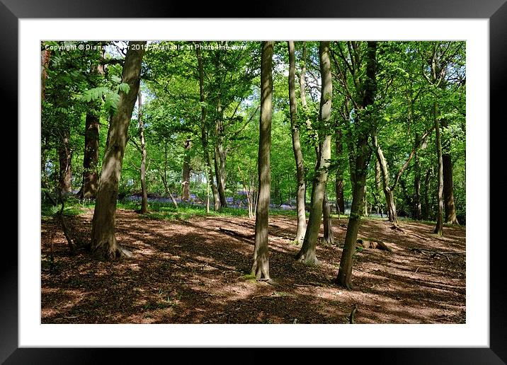  Thorndon Country Park Framed Mounted Print by Diana Mower
