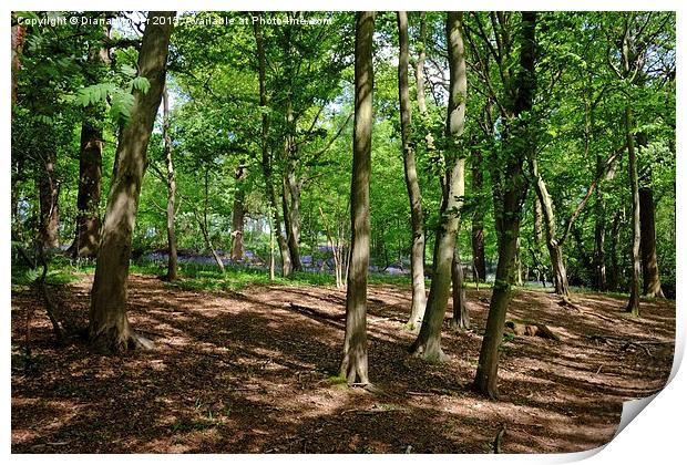  Thorndon Country Park Print by Diana Mower