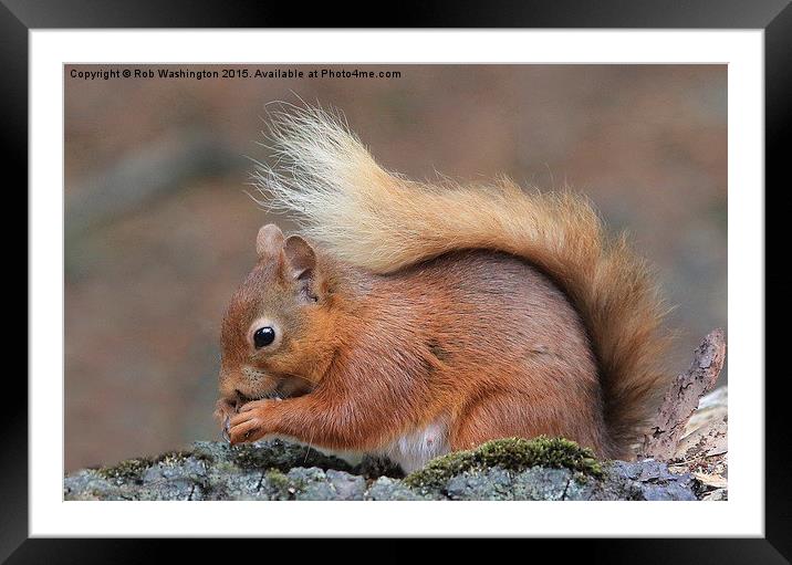  Red Squirrel Framed Mounted Print by Rob Washington