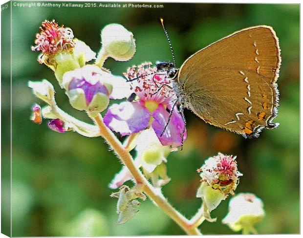  BUTTERFLY Canvas Print by Anthony Kellaway