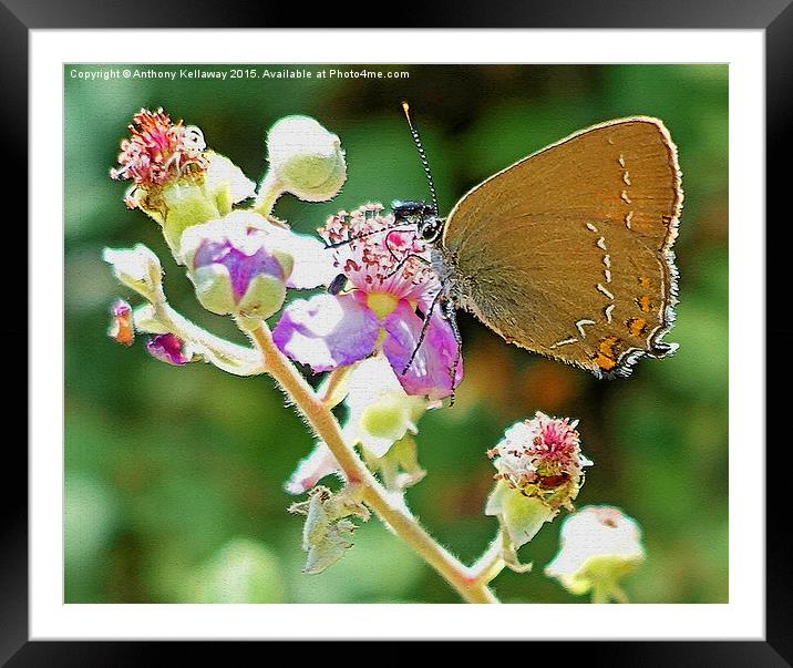  BUTTERFLY Framed Mounted Print by Anthony Kellaway