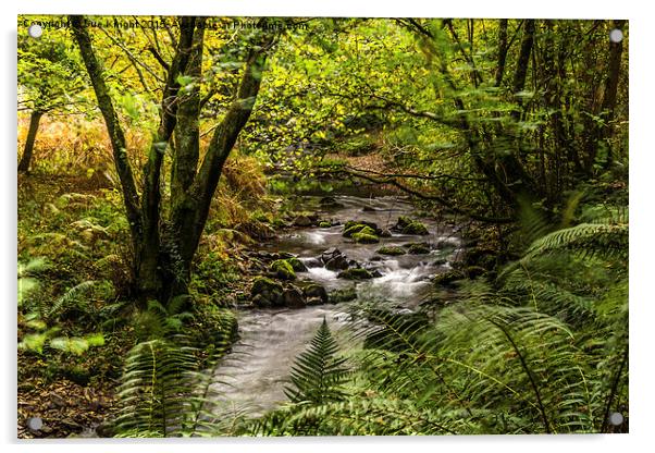  The river at Horner Wood,Somerset Acrylic by Sue Knight