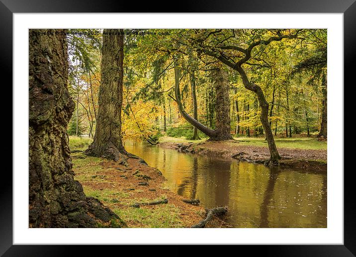  Blackwater,Rhinefield Ornamental Drive,New Forest Framed Mounted Print by Sue Knight