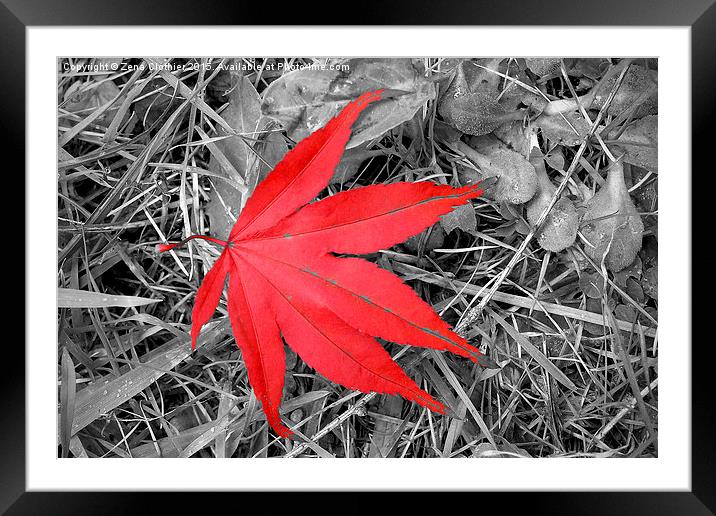 The Red Leaf Framed Mounted Print by Zena Clothier