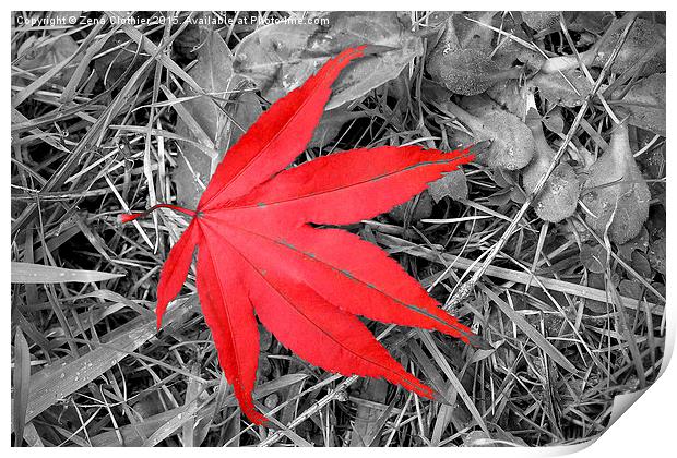  The Red Leaf Print by Zena Clothier