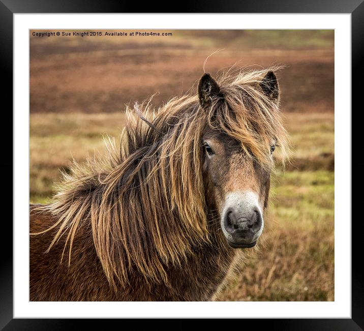  Exmoor pony Framed Mounted Print by Sue Knight