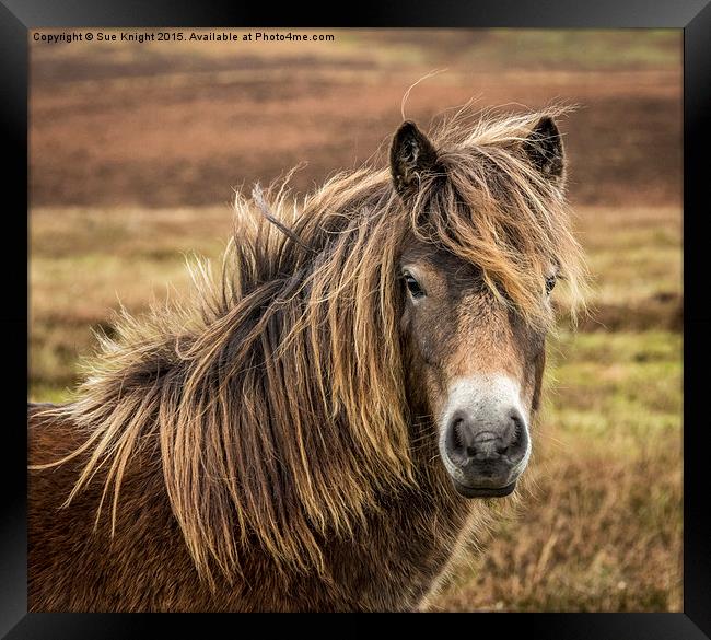  Exmoor pony Framed Print by Sue Knight