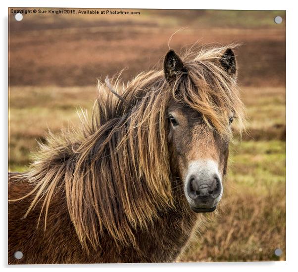  Exmoor pony Acrylic by Sue Knight