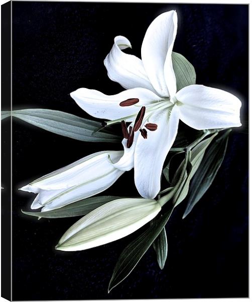 A Stem of White Lilies Canvas Print by Sue Bottomley