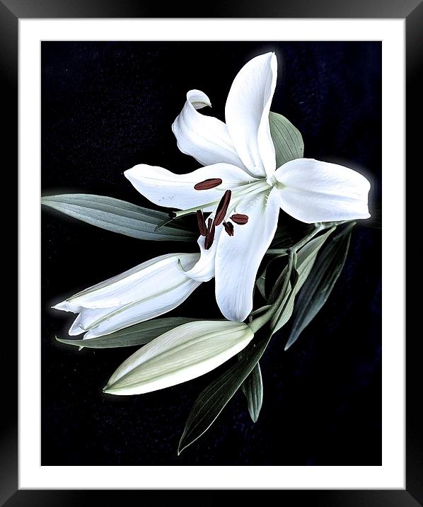 A Stem of White Lilies Framed Mounted Print by Sue Bottomley