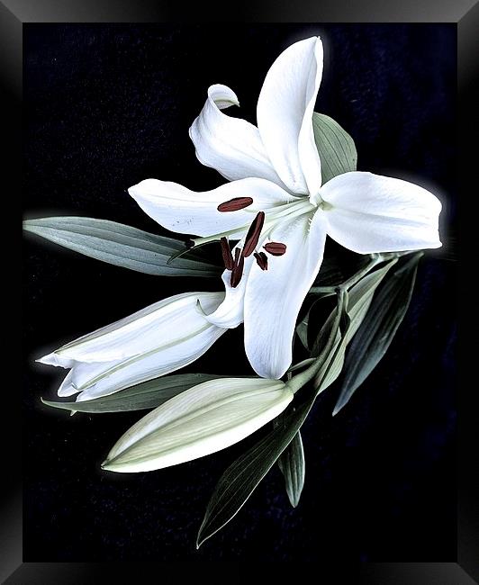 A Stem of White Lilies Framed Print by Sue Bottomley