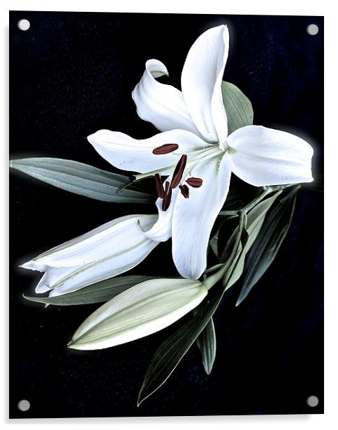 A Stem of White Lilies Acrylic by Sue Bottomley