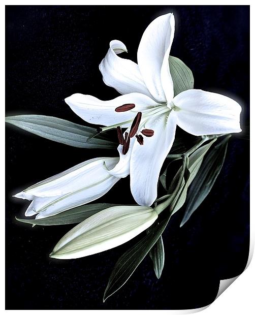 A Stem of White Lilies Print by Sue Bottomley