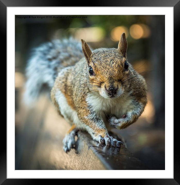  Squirrel in the park Framed Mounted Print by Sue Knight